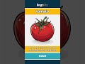 tomato (noun) - definition and usage in English