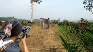 Download lagu BERBURU ‼️ monyet ukuran jumbo terjebak di perkebunan petani.. mp3