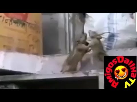 "Vem Tranquilo" Na Versão Briga De Ratos