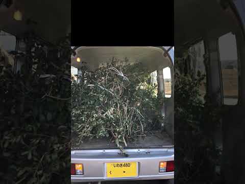 草取りに最適な時期はいつですか?また、雑草のない期間が十分に長く続くことが重要ですか?  庭園