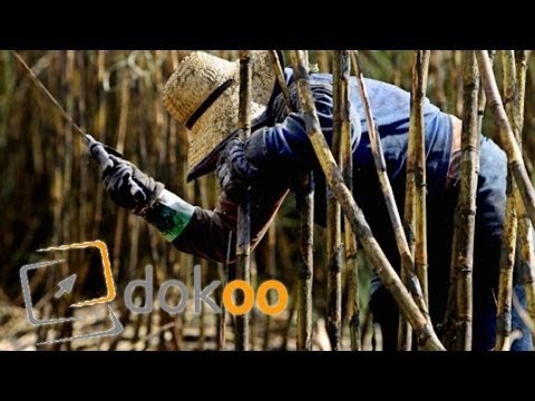 Geheimes Kuba - Schweinebucht und neue Liebe | Doku