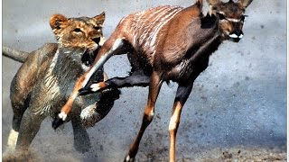 LION VS ANTELOPE | AMAZING VIDEO......!!!!