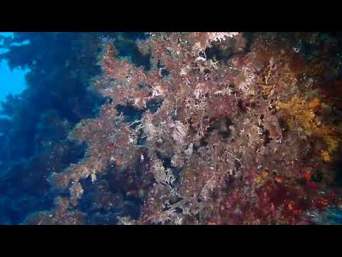 Gorgones méditerranée brulées