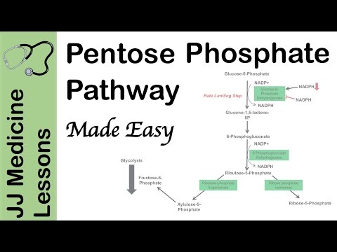 Pentose Phosphate Pathway - Regulation, Purpose and Importance in Human Health