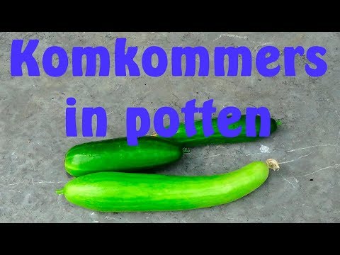 , title : 'Komkommers in potten'