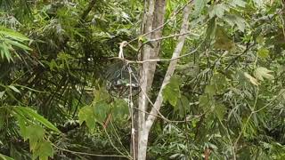 Download lagu Denak Burung Hijau Sami muda vs Burung tua mp3