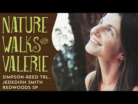 Simpson-Reed Trail | Jedediah Smith Redwoods State Park