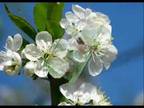 WIOSNĄ  JAŚNIEJE  ŚWIAT