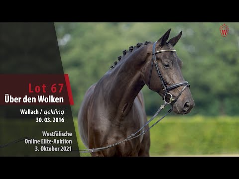 Online Elite-Auktion Lot 67 Über den Wolken Wallach v. United Touch S - Landor S