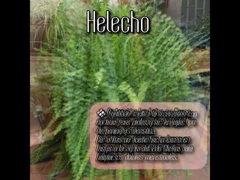 El Helecho,  en poder de las hierbas.