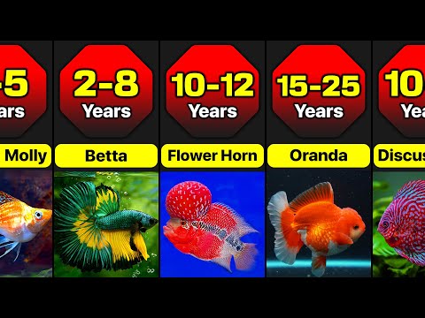 Comparison: Lifespan Of Different Popular Ornamental Fish