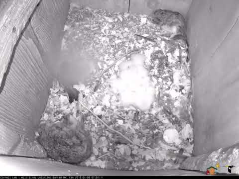 And then there were three. First view of Barred Owlet #3. 4/9/18