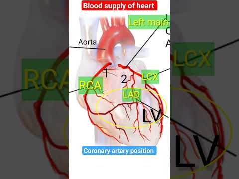 Coronary artery Location on heart l #heart #echo #shorts