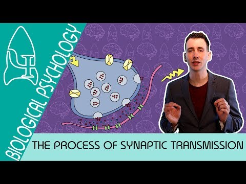 3 Synaptic transmission