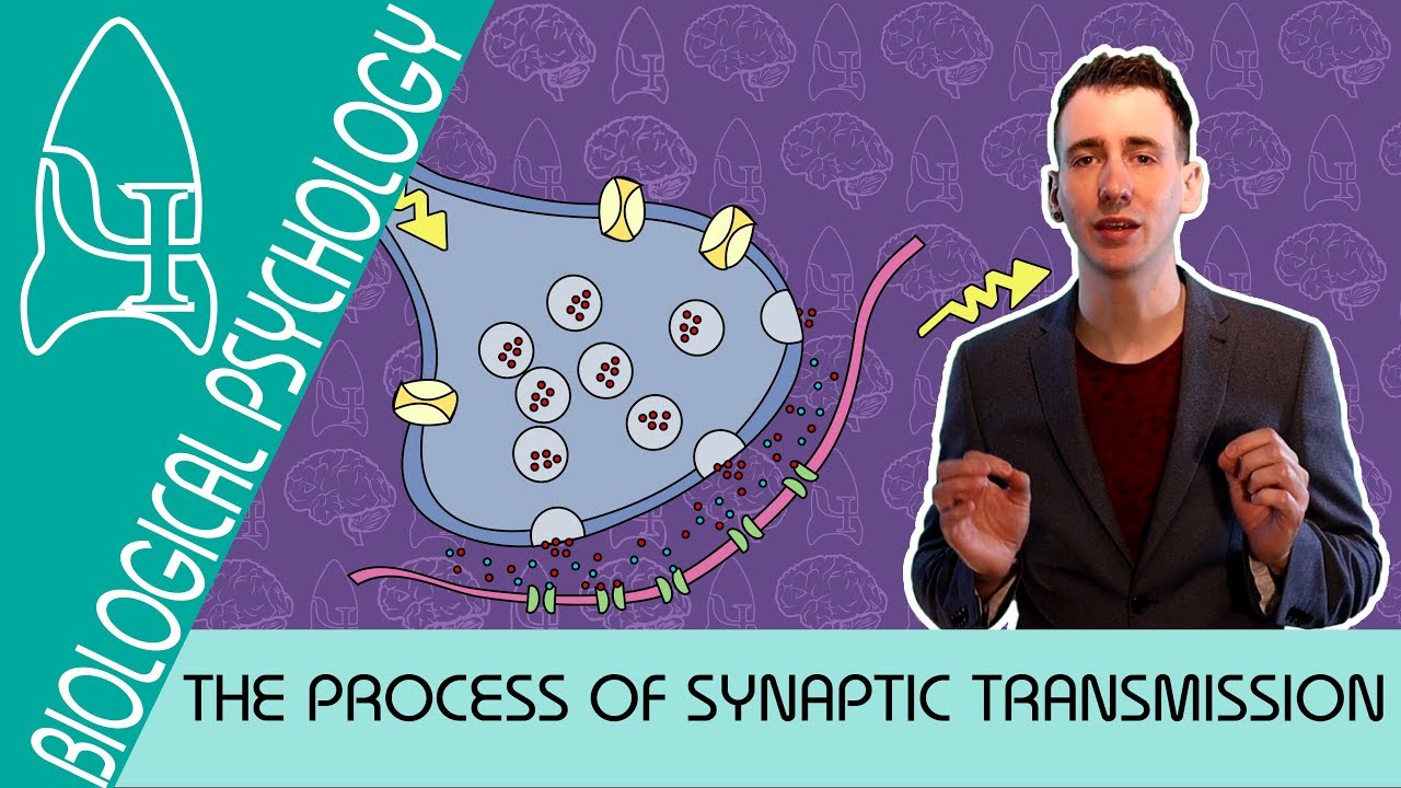 Synaptic Transmission - Biological Psychology [AQA ALevel]