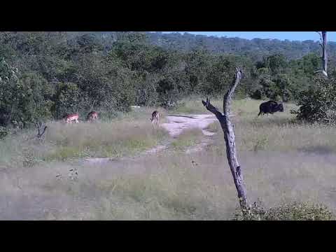 Djuma: Impalas and Wildebeest bull - 16:45 - 01/23/2022