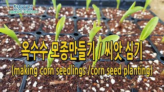 옥수수 모종만들기 씨앗심기  making corn seedlings /corn seed planting