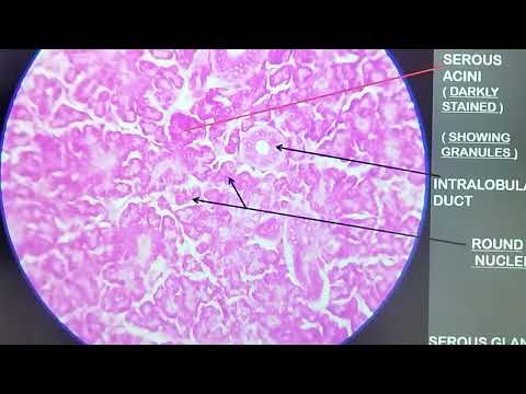 Histologie der serösen Speicheldrüsen