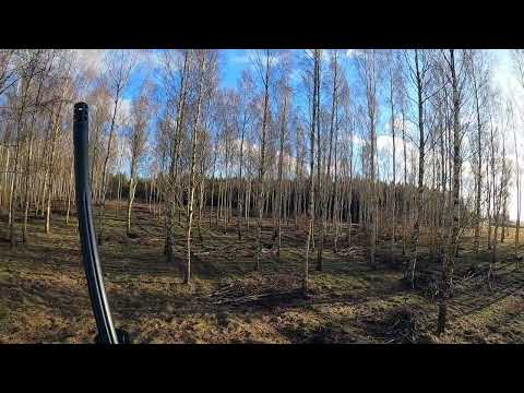 Drevjakt i Skåne, Dovhjort