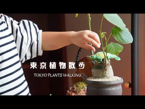 園芸 シデ、シャルミーユ