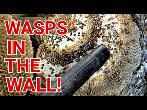 MASSIVE Yellow Jackets Nest and STUNG! Wasp Nest Removal