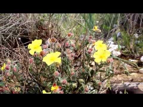 Helianthemum obtusifolium - Cyprus