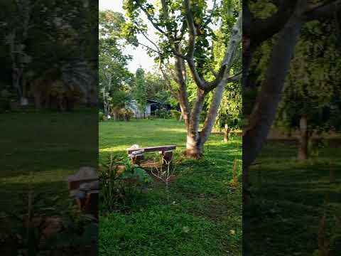 Parque Natural - El Rosario-Carazo #viralvideo #turismo #suscribete #travel