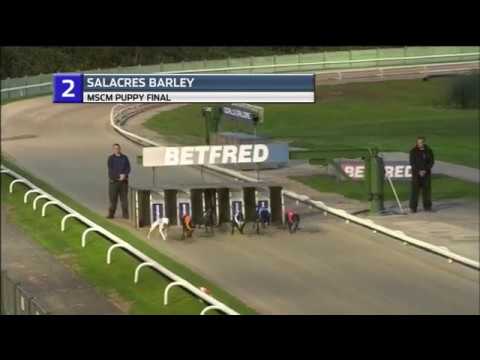 2018 MSCM PUPPY FINAL - T2 SALACRES BARLEY