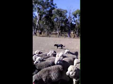 Jolie - April 2016 - fetching sheep 1