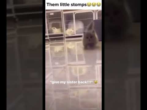 Give me my sister back! #kitten #sisters