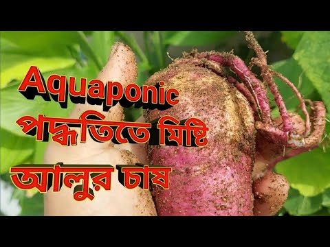 Sweet potato harvest from iavs/Sandponic system