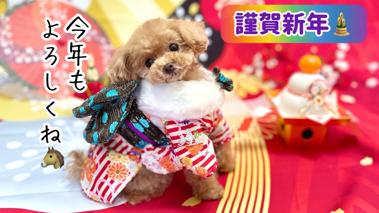 お正月は決まっておみくじを引く愛犬♪今年の運勢は…！？【トイプードルのコロン】