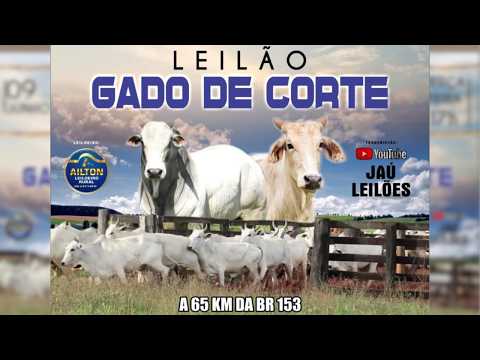 LEILÃO GADO DE CORTE  - JAU LEILÕES  - JAU DO TOCANTINS  -09 / 06 / 2026