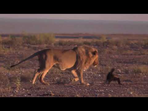 Leeu versus ratel: Wie wen?