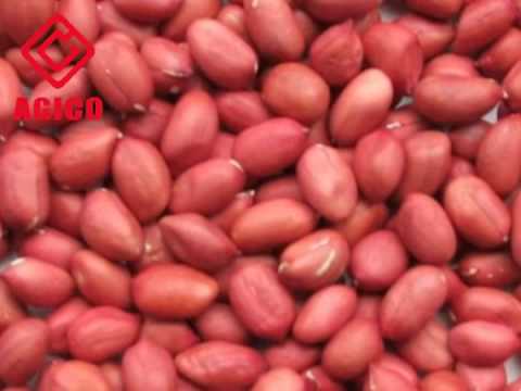 download lagu mp3 mp4 Can You Eat Raw Redskin Peanuts, download lagu Can You Eat Raw Redskin Peanuts gratis, unduh video klip Can You Eat Raw Redskin Peanuts