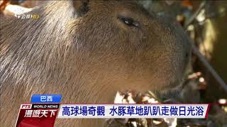 [問卦] 臺灣會變成卡皮巴拉之島嗎？？