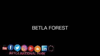preview picture of video 'BETLA FOREST'