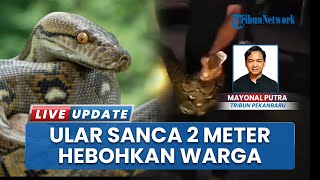 Detik-detik Penangkapan Ular Sanca 2 Meter, Warga Sungai Apit Geger saat Siapkan Dekorasi Pesta
