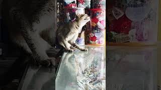 Download lagu # cat #cat #guitarcover #ibanez #papa #music#cuteanimal mp3