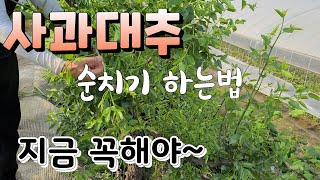사과대추 크게 키우려면 순치기 꼭해야  새가지 정리 병해충 예방