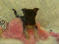 Lab & Shepherd Mix Puppies for Sale | Pets for ...