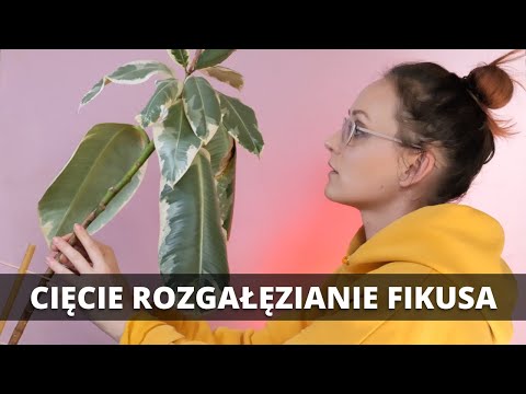 How to branch, prune, and propagate Ficus elastica? Ficus pruning, propagation, branching