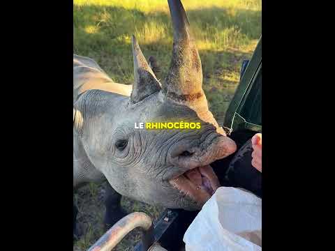 La femelle rhinocéros a bloqué les lions 🦏