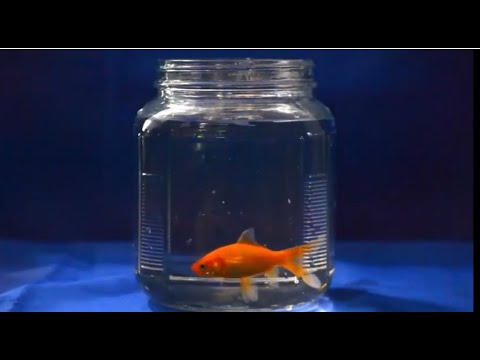 Fetcher - Sleepwalker (Official Music Video)