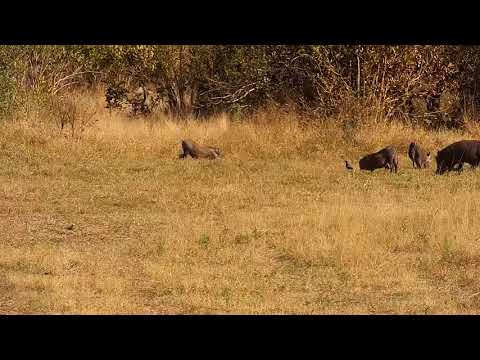 Djuma: Warthogs - 14:32 - 06/23/21