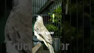 Download lagu Trucukan fighter Bbc // ciri khas pekalongan #shorts #trucukgacor #ropelmania mp3