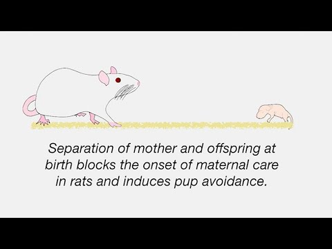 Uncovering Mechanisms of Neglect in the Maternal Brain - Early Life Deprivation Danielle Stolzenberg