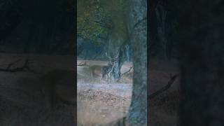 En los bosques más salvajes de Bulgaria… buscamos un fantasma. #caza #hunting #zeiss #sako #tikkat3