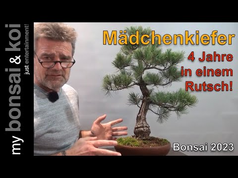 Bonsai 2023-70 - Mädchenkiefer - Pinus parviflora - vier Jahre Entwicklung in einem Rutsch