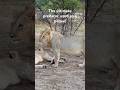 I Tried Sleeping On A Lion Africanlion Lion Subscribe